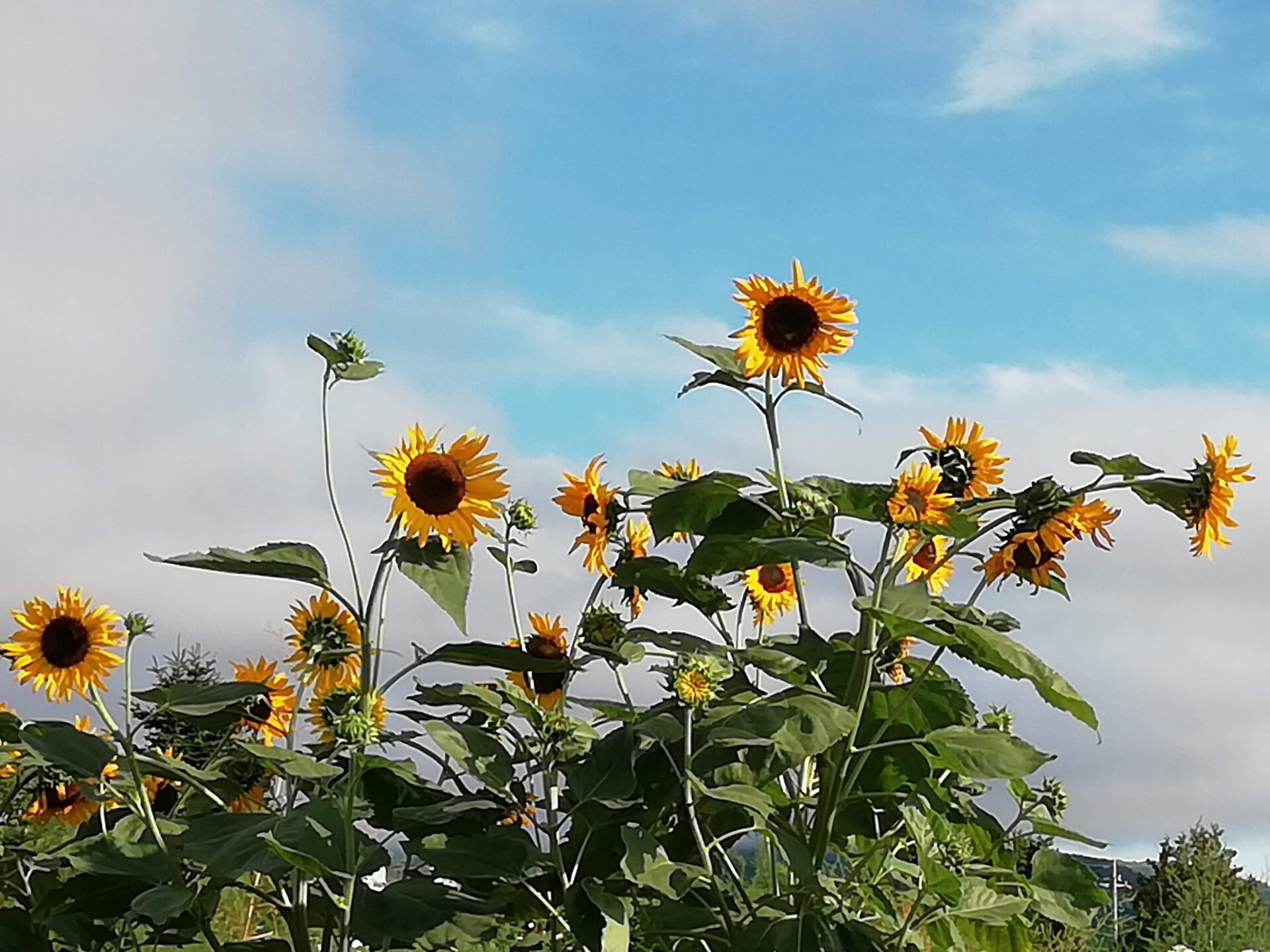 今朝いただいたひまわり。花の場合も「採りたて」って言うのかな？